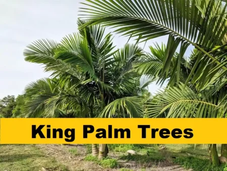 The Majesty of King Palm Trees: A Comprehensive Guide