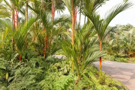 Lipstick Palm: A Guide to Growing and Caring for Cyrtostachys Renda
